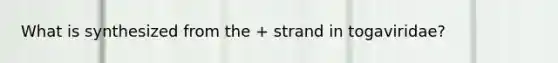 What is synthesized from the + strand in togaviridae?