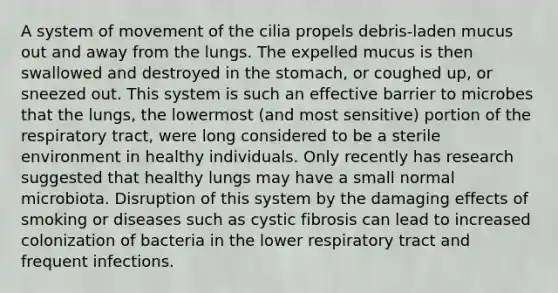 A system of movement of the cilia propels debris-laden mucus out and away from the lungs. The expelled mucus is then swallowed and destroyed in <a href='https://www.questionai.com/knowledge/kLccSGjkt8-the-stomach' class='anchor-knowledge'>the stomach</a>, or coughed up, or sneezed out. This system is such an effective barrier to microbes that the lungs, the lowermost (and most sensitive) portion of the respiratory tract, were long considered to be a sterile environment in healthy individuals. Only recently has research suggested that healthy lungs may have a small normal microbiota. Disruption of this system by the damaging effects of smoking or diseases such as cystic fibrosis can lead to increased colonization of bacteria in the lower respiratory tract and frequent infections.