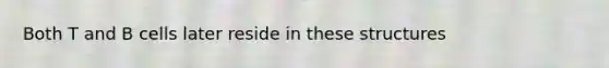 Both T and B cells later reside in these structures
