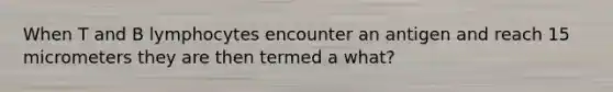 When T and B lymphocytes encounter an antigen and reach 15 micrometers they are then termed a what?