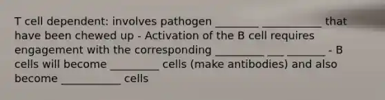 T cell dependent: involves pathogen ________ ___________ that have been chewed up - Activation of the B cell requires engagement with the corresponding _________ ___ _______ - B cells will become _________ cells (make antibodies) and also become ___________ cells