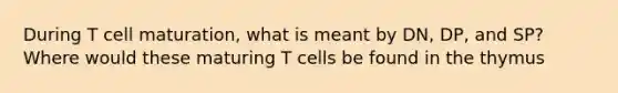 During T cell maturation, what is meant by DN, DP, and SP? Where would these maturing T cells be found in the thymus