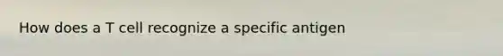 How does a T cell recognize a specific antigen
