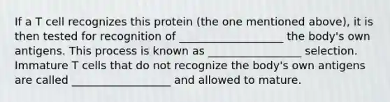 If a T cell recognizes this protein (the one mentioned above), it is then tested for recognition of ___________________ the body's own antigens. This process is known as _________________ selection. Immature T cells that do not recognize the body's own antigens are called __________________ and allowed to mature.