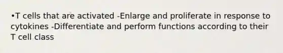 •T cells that are activated -Enlarge and proliferate in response to cytokines -Differentiate and perform functions according to their T cell class