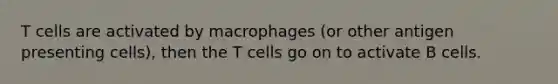 T cells are activated by macrophages (or other antigen presenting cells), then the T cells go on to activate B cells.