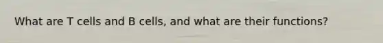 What are T cells and B cells, and what are their functions?