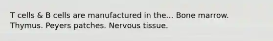 T cells & B cells are manufactured in the... Bone marrow. Thymus. Peyers patches. Nervous tissue.