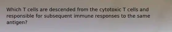 Which T cells are descended from the cytotoxic T cells and responsible for subsequent immune responses to the same antigen?