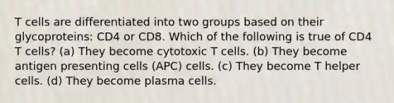 T cells are differentiated into two groups based on their glycoproteins: CD4 or CD8. Which of the following is true of CD4 T cells? (a) They become cytotoxic T cells. (b) They become antigen presenting cells (APC) cells. (c) They become T helper cells. (d) They become plasma cells.