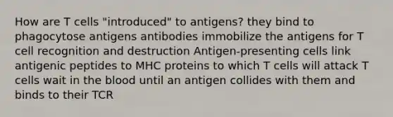 How are T cells "introduced" to antigens? they bind to phagocytose antigens antibodies immobilize the antigens for T cell recognition and destruction Antigen-presenting cells link antigenic peptides to MHC proteins to which T cells will attack T cells wait in the blood until an antigen collides with them and binds to their TCR