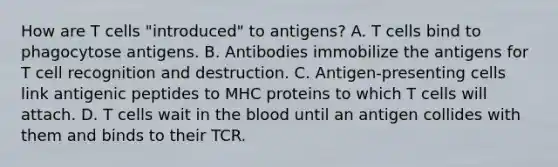 How are T cells "introduced" to antigens? A. T cells bind to phagocytose antigens. B. Antibodies immobilize the antigens for T cell recognition and destruction. C. Antigen-presenting cells link antigenic peptides to MHC proteins to which T cells will attach. D. T cells wait in the blood until an antigen collides with them and binds to their TCR.