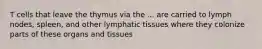 T cells that leave the thymus via the ... are carried to lymph nodes, spleen, and other lymphatic tissues where they colonize parts of these organs and tissues