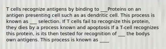 T cells recognize antigens by binding to ___Proteins on an antigen presenting cell such as as dendritic cell. This process is known as ___ selection. If T cells fail to recognize this protein, they dies by a process known and apoptosis If a T-cell recognizes this protein, is its then tested for recognition of ___ the bodys own antigens. This process is known as ____