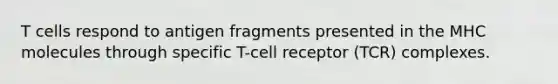 T cells respond to antigen fragments presented in the MHC molecules through specific T-cell receptor (TCR) complexes.