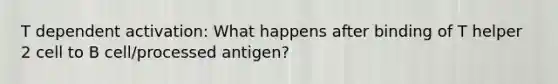 T dependent activation: What happens after binding of T helper 2 cell to B cell/processed antigen?