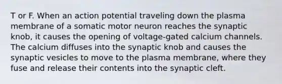 T or F. When an action potential traveling down the plasma membrane of a somatic motor neuron reaches the synaptic knob, it causes the opening of voltage-gated calcium channels. The calcium diffuses into the synaptic knob and causes the synaptic vesicles to move to the plasma membrane, where they fuse and release their contents into the synaptic cleft.