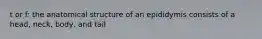 t or f: the anatomical structure of an epididymis consists of a head, neck, body, and tail