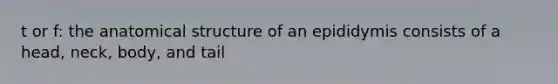 t or f: the anatomical structure of an epididymis consists of a head, neck, body, and tail