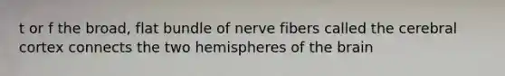 t or f the broad, flat bundle of nerve fibers called the cerebral cortex connects the two hemispheres of the brain