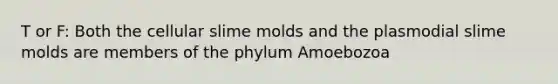 T or F: Both the cellular slime molds and the plasmodial slime molds are members of the phylum Amoebozoa