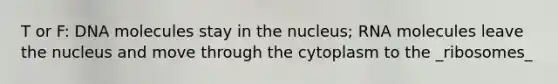 T or F: DNA molecules stay in the nucleus; RNA molecules leave the nucleus and move through the cytoplasm to the _ribosomes_