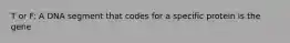 T or F: A DNA segment that codes for a specific protein is the gene