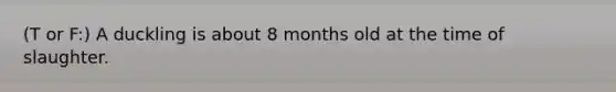 (T or F:) A duckling is about 8 months old at the time of slaughter.