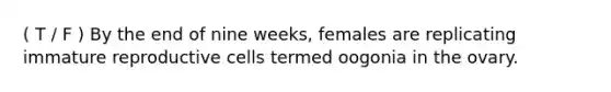 ( T / F ) By the end of nine weeks, females are replicating immature reproductive cells termed oogonia in the ovary.