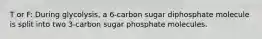 T or F: During glycolysis, a 6-carbon sugar diphosphate molecule is split into two 3-carbon sugar phosphate molecules.