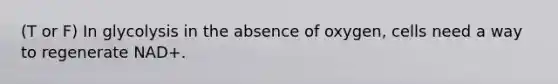 (T or F) In glycolysis in the absence of oxygen, cells need a way to regenerate NAD+.