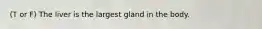 (T or F) The liver is the largest gland in the body.