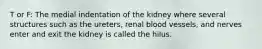 T or F: The medial indentation of the kidney where several structures such as the ureters, renal blood vessels, and nerves enter and exit the kidney is called the hilus.
