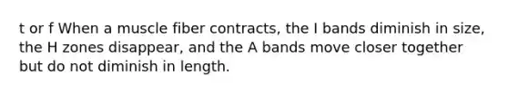t or f When a muscle fiber contracts, the I bands diminish in size, the H zones disappear, and the A bands move closer together but do not diminish in length.