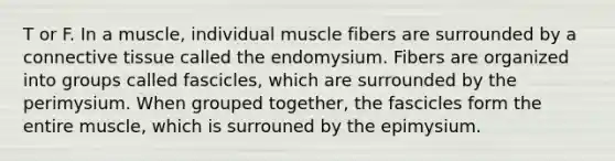 T or F. In a muscle, individual muscle fibers are surrounded by a connective tissue called the endomysium. Fibers are organized into groups called fascicles, which are surrounded by the perimysium. When grouped together, the fascicles form the entire muscle, which is surrouned by the epimysium.