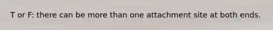 T or F: there can be more than one attachment site at both ends.