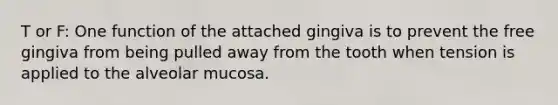 T or F: One function of the attached gingiva is to prevent the free gingiva from being pulled away from the tooth when tension is applied to the alveolar mucosa.