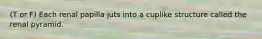 (T or F) Each renal papilla juts into a cuplike structure called the renal pyramid.