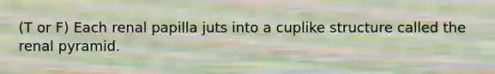 (T or F) Each renal papilla juts into a cuplike structure called the renal pyramid.