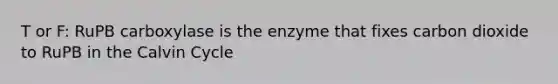 T or F: RuPB carboxylase is the enzyme that fixes carbon dioxide to RuPB in the Calvin Cycle