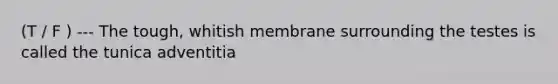 (T / F ) --- The tough, whitish membrane surrounding the testes is called the tunica adventitia