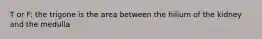 T or F: the trigone is the area between the hilium of the kidney and the medulla