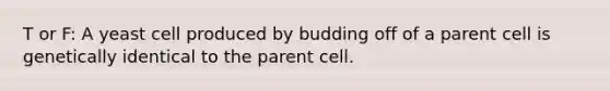 T or F: A yeast cell produced by budding off of a parent cell is genetically identical to the parent cell.