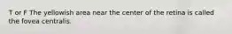 T or F The yellowish area near the center of the retina is called the fovea centralis.