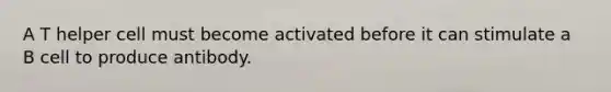 A T helper cell must become activated before it can stimulate a B cell to produce antibody.