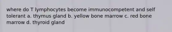 where do T lymphocytes become immunocompetent and self tolerant a. thymus gland b. yellow bone marrow c. red bone marrow d. thyroid gland