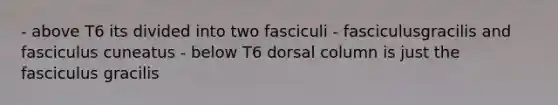 - above T6 its divided into two fasciculi - fasciculusgracilis and fasciculus cuneatus - below T6 dorsal column is just the fasciculus gracilis