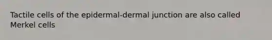 Tactile cells of the epidermal-dermal junction are also called Merkel cells