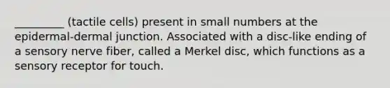 _________ (tactile cells) present in small numbers at the epidermal-dermal junction. Associated with a disc-like ending of a sensory nerve fiber, called a Merkel disc, which functions as a sensory receptor for touch.