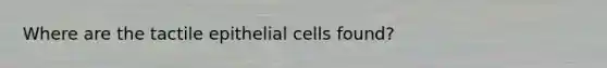 Where are the tactile epithelial cells found?